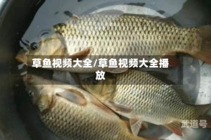 草鱼视频大全/草鱼视频大全播放