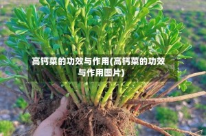 高钙菜的功效与作用(高钙菜的功效与作用图片)