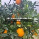 【橙子功效与作用,纽荷尔橙子功效与作用】