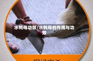 水鸭母功效/水鸭母的作用与功效