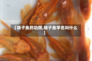 【胡子鱼的功效,胡子鱼学名叫什么】