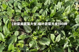 【叶菜类蔬菜大全,绿叶蔬菜大全100种】