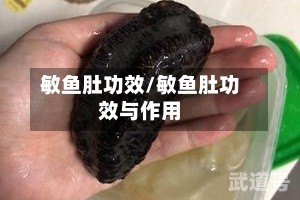 敏鱼肚功效/敏鱼肚功效与作用