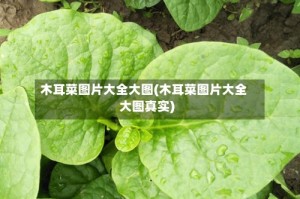 木耳菜图片大全大图(木耳菜图片大全大图真实)