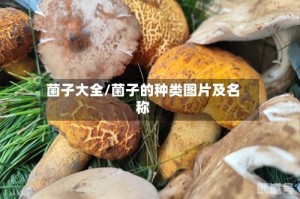 菌子大全/菌子的种类图片及名称