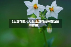 【土豆花图片大全,土豆花的神奇功效与作用】