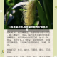 【玉米菜功效,玉米菜的营养价值及功效】