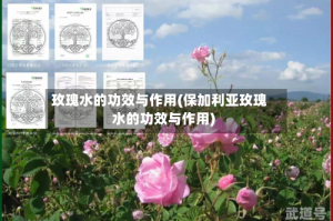 玫瑰水的功效与作用(保加利亚玫瑰水的功效与作用)