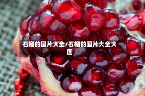 石榴的图片大全/石榴的图片大全大图